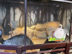 -酷嗒动物文化乐园(cutezoo西溪乐天城店)