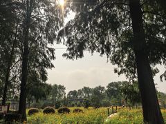 -渌洋湖湿地公园