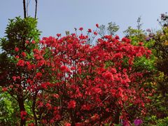 -梧桐山风景名胜区