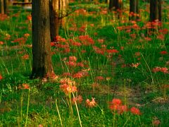 -黄海国家森林公园