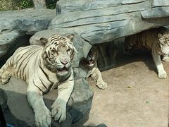 -北京野生动物园