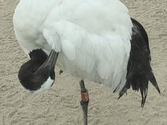 -盐城丹顶鹤湿地生态旅游区