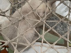 -喵屿·大理花园猫咖