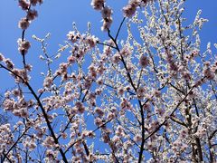 -桃花堤公园