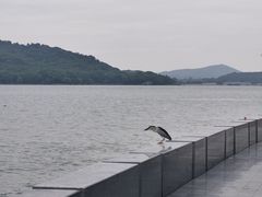 -蠡湖中央公园
