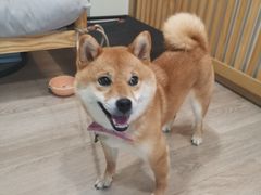 -柴迷FANS CLUB·柴犬狗咖·猫咖