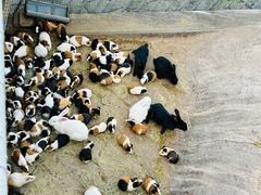 -西霞口神雕山野生动物世界