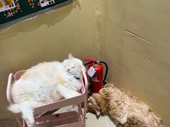 -藏猫猫咖啡主题馆(中央大道店)