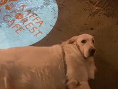 -咖法森林·咖啡  酒吧(天河店)