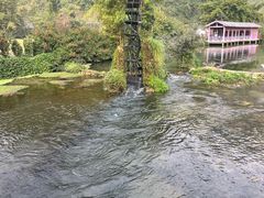 -靖西鹅泉风景区