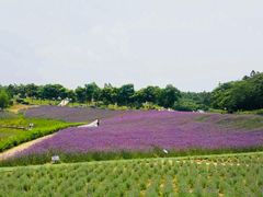-大塘金香草谷