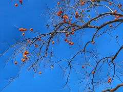 -国家图书馆·古籍馆