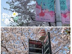 -高东镇樱花园
