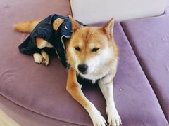 -怪兽屋·羊驼·猫咖·狗咖(俊华广场店)