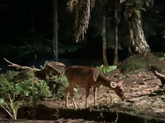 -夜间野生动物园