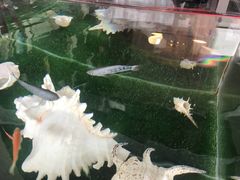 -岸芷汀兰·法餐牛排