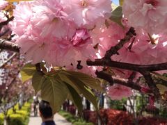 iphone_upload_pic-高东镇樱花园