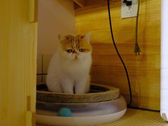 -喵屿·大理花园猫咖