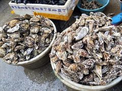 -渡海小渔村.老辈日照菜