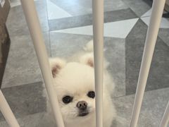 -宠小格时尚宠物生活馆(唐镇店)