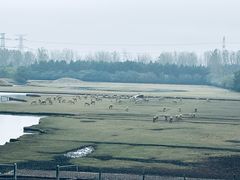 -溱湖国家湿地公园