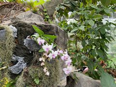 -北京植物园-展览温室
