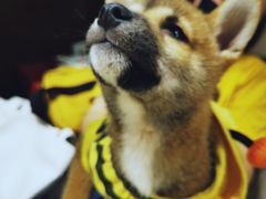 -逗柴咖啡屋·狗咖猫咖宠物桌游