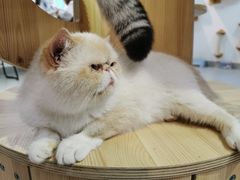 -Heymao猫咖.咖啡厅(东门店)