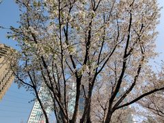 -西北湖绿化广场