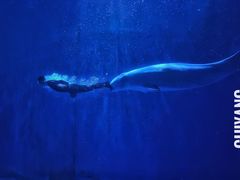 -多彩贵州城极地海洋世界