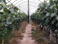 -马陆小张葡萄园农家乐