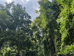 -西双版纳原始森林公园