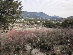 -香雪海