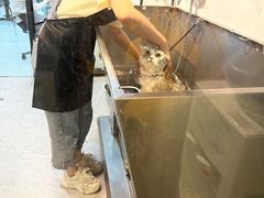 -PETKIT 小佩宠物·低压洗护·美容·寄养(安远店)