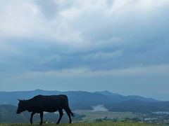 -大姆山草场
