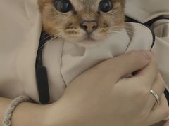 -瑞派动物医院·猫专科·至诚(江南中分院)