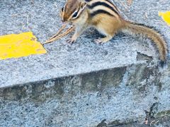 -五营红松林海景区
