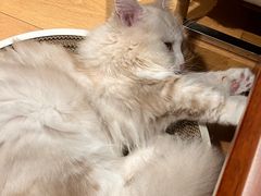 -山宅一喵德文卷毛猫舍