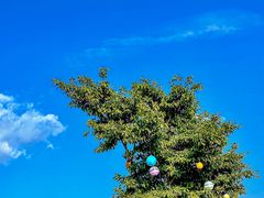-空港花田景区