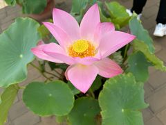 -莲花池公园