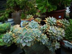 -三圣花乡旅游区