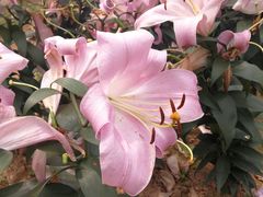 -松山湖梦幻百花洲
