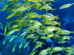 -太平洋海底世界