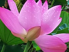 -莲花池公园