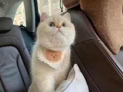 -欣宠猫屋·矮脚拿破仑·蓝金金渐层