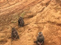 -泉州海丝野生动物世界