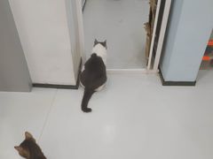 -糯米喵星人·撸猫猫舍咖啡馆(西市场嘉华店)