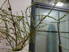 -循礼门鲜花花市(武汉循礼门店)