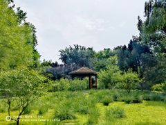 -莲花池公园