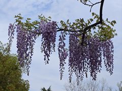 -嘉定紫藤园